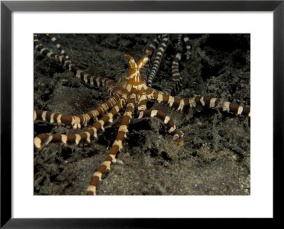 Ornate Octopus by Michele Westmorland Pricing Limited Edition Print image