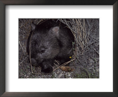 Common Wombat Leaving Its Burrow Entrance To Feed At Night, Australia by Jason Edwards Pricing Limited Edition Print image