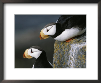 Pair Of Horned Puffins In Breeding Plumage by John Eastcott & Yva Momatiuk Pricing Limited Edition Print image