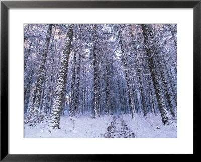 Path Through Woodland In Winter, Ross-Shire by Iain Sarjeant Pricing Limited Edition Print image