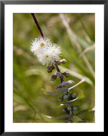 Flowering Ornamental Eucalyptus Tree In The Venezuelan Andes by David Evans Pricing Limited Edition Print image