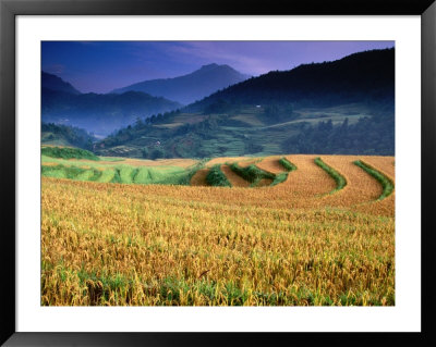 Wet Rice Is Commonly Grown In Terraced Mountain Valley Of Northern Vietnam, Sapa, Lao Cai, Vietnam by Stu Smucker Pricing Limited Edition Print image