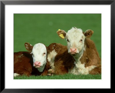 Hereford, Bos Taurus, Close-Up Of 2 Calves Lying In Meadow, Yorkshire, Uk by Mark Hamblin Pricing Limited Edition Print image