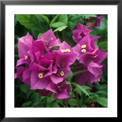 Bougainvillea Purple Robe Close-Up Of Flowers by Michele Lamontagne Pricing Limited Edition Print image