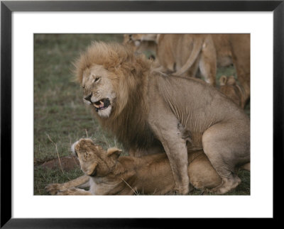 African Lion And Lioness Mating by John Eastcott & Yva Momatiuk Pricing Limited Edition Print image