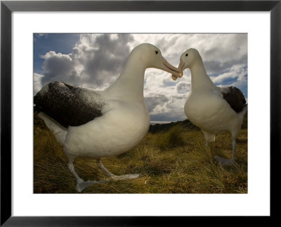 Royal Albatross, Sub Antarctic by Tobias Bernhard Pricing Limited Edition Print image