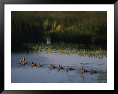 Mother Duck And Ducklings Swimming by George Herben Pricing Limited Edition Print image