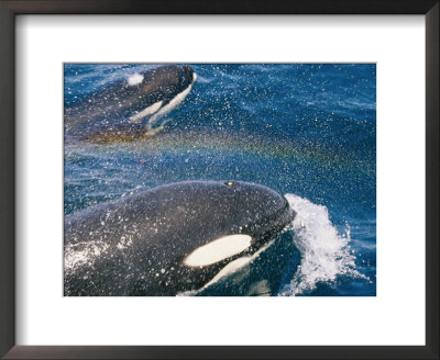 A Pair Of Killer Whales Swimming Near The Continental Shelf by Jason Edwards Pricing Limited Edition Print image