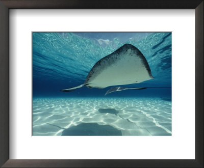 Southern Stingray by Bill Curtsinger Pricing Limited Edition Print image