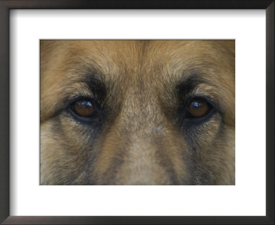 German Shepherd Dog's Eyes by David Edwards Pricing Limited Edition Print image