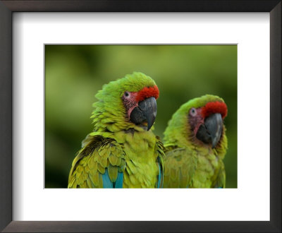 Buffon's Or Great Green Macaws At The Zoo by Joel Sartore Pricing Limited Edition Print image