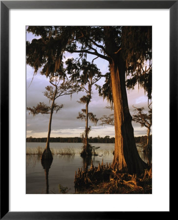 Plantation Gardens, Cypress Trees by Richard Nowitz Pricing Limited Edition Print image
