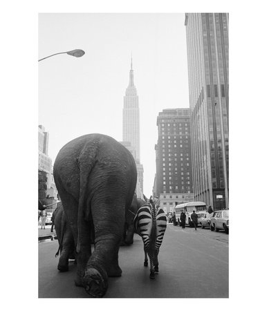 Circus Animals On 33Rd Street by Bettmann Pricing Limited Edition Print image