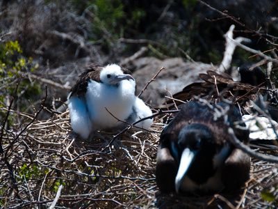 Fregattvogel-Nachwuchs Im Nest Auf Galapagos by Oliver Schwartz Pricing Limited Edition Print image