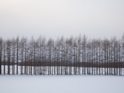 A Line Of Larch Trees Forms A Windbreak by Michael S. Yamashita Pricing Limited Edition Print image