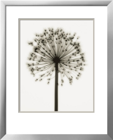 Allium by Steven N. Meyers Pricing Limited Edition Print image