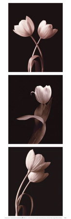 Tulip Study In Blush by Ilona Wellmann Pricing Limited Edition Print image