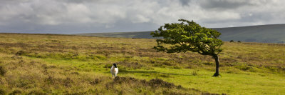Windswept Tree And Wild Sheep On Moorland In Exmoor National Park, Somerset, England by Adam Burton Pricing Limited Edition Print image