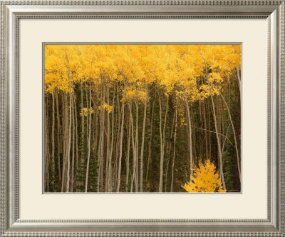 Aspen Trees In Fall Colors In Sw Colorado by Michael S. Lewis Pricing Limited Edition Print image