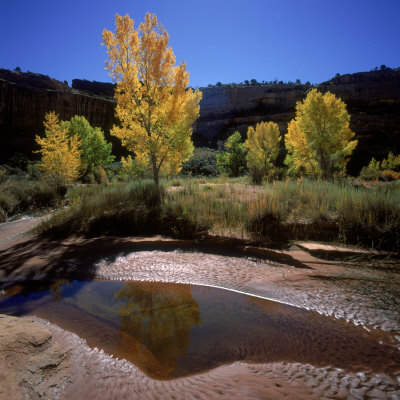 Salt Creek, Canyonlands National Park, Utah by Images Monsoon Pricing Limited Edition Print image