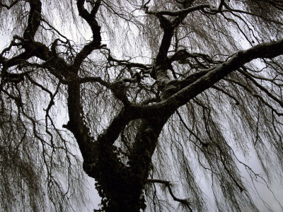 Weeping Willow In Evening Light by Ilona Wellmann Pricing Limited Edition Print image