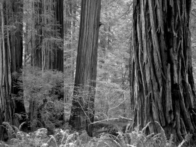 Redwood National Forest, California, Usa by Bob Cornelis Pricing Limited Edition Print image
