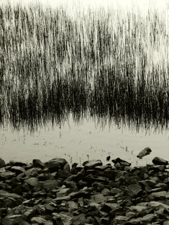 Waters Edge With Reeds by Ilona Wellmann Pricing Limited Edition Print image