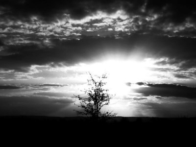 Sunburst And Clouds Above Silhouette Of Single Tree At Dawn by Ilona Wellmann Pricing Limited Edition Print image
