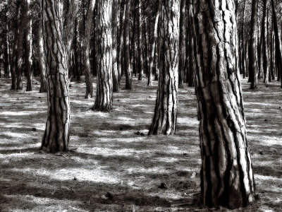 Tree Trunks In The Forest by Ilona Wellmann Pricing Limited Edition Print image