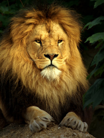 Lion (Panthera Leo) Portrait by Images Monsoon Pricing Limited Edition Print image