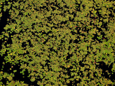 Aerial Of Flooded Vegetation In The Okavango Delta by Beverly Joubert Pricing Limited Edition Print image