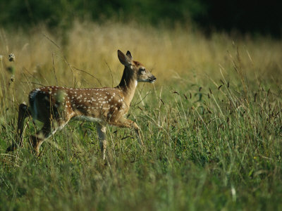 White-Tailed Deer Fawn Walks In The Tall Grass by Stephen Alvarez Pricing Limited Edition Print image