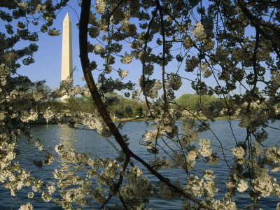 Blanket Of Cherry Blossoms Frames The Washington Monument by Stephen St. John Pricing Limited Edition Print image