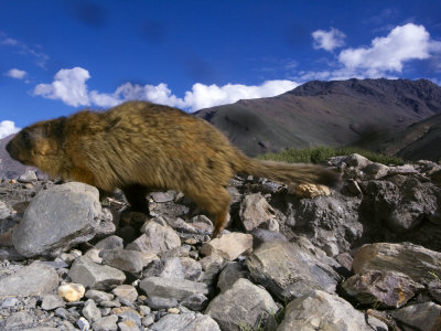 Himalayan Marmot, Favorite Summer Food Of Snow Leopard by Steve Winter Pricing Limited Edition Print image