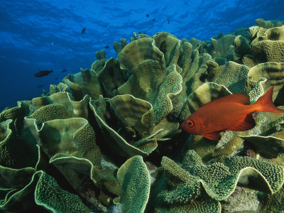 Bigeye And Other Fish Swimming About A Cabbage/Lettuce Coral by Tim Laman Pricing Limited Edition Print image