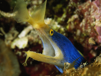 Blue Ribbon Eel, Rhinomuraena Quaesita, In A Reef Wall Crevice by Tim Laman Pricing Limited Edition Print image