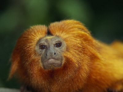 Captive Golden Lion Tamarin by Tim Laman Pricing Limited Edition Print image