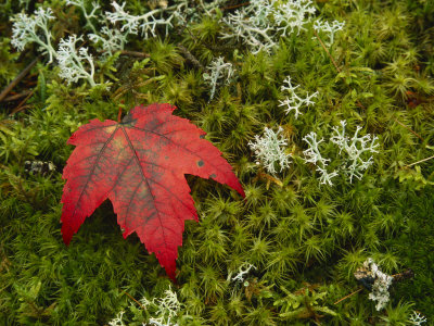 Maple Leaf And Reindeer Lichen Amid Green Mosses by Tim Laman Pricing Limited Edition Print image