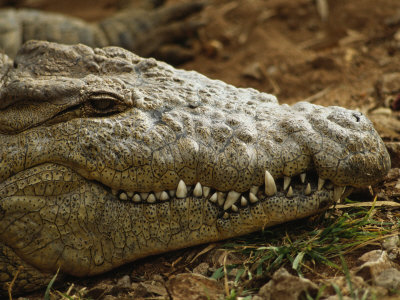 Resting Endangered Nile Crocodile Seems To Be Smiling by Tim Laman Pricing Limited Edition Print image