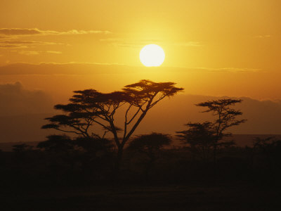 Silhouetted Acacia Trees At Sunset by Tim Laman Pricing Limited Edition Print image