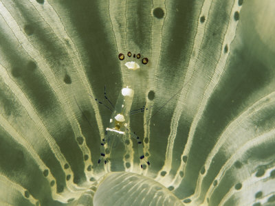 Transparent Anemone Shrimp Hidden In An Anemone by Tim Laman Pricing Limited Edition Print image