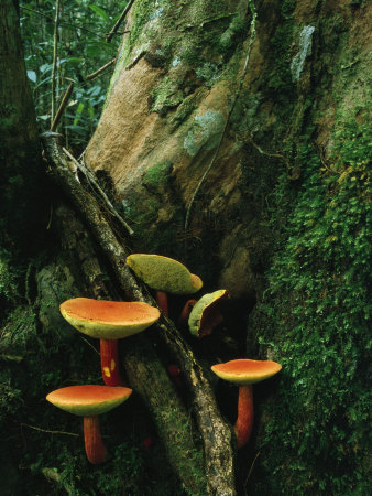 Colorful Mushrooms Growing At The Base Of A Mossy Tree Trunk by Tim Laman Pricing Limited Edition Print image