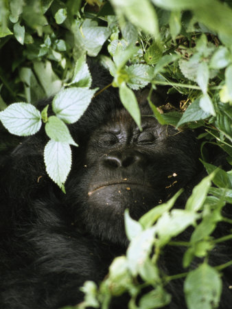 Mountain Gorilla Sleeping In A Bed Of Foliage by Tim Laman Pricing Limited Edition Print image