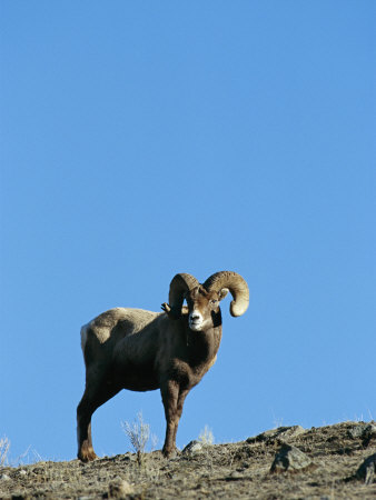 Bighorn Sheep On A Rocky Slope by Tom Murphy Pricing Limited Edition Print image
