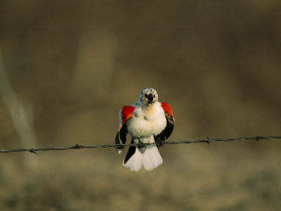 Red-Winged Blackbird Perches On A Barbed Wire Fence by Tom Murphy Pricing Limited Edition Print image