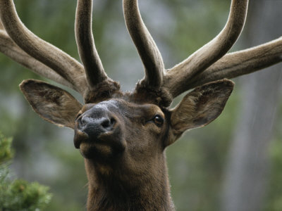 Portrait Of A Bull Elk by Tom Murphy Pricing Limited Edition Print image