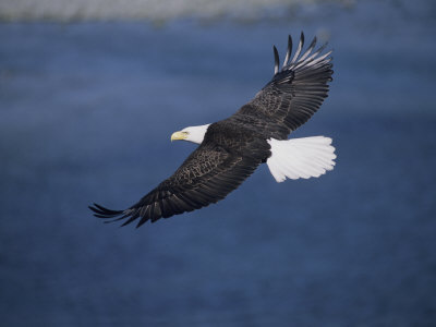Bald Eagle (Haliaeetus Leucocephalus) In Flight by Tom Murphy Pricing Limited Edition Print image