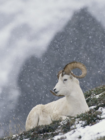 Dall's Sheep Rests On A Snow-Covered Slope On Cathedral Peak by Tom Murphy Pricing Limited Edition Print image