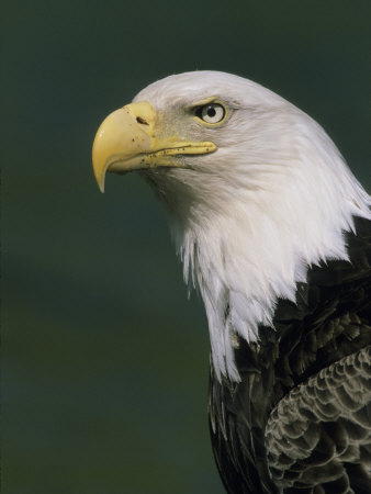 Bald Eagle by Tom Murphy Pricing Limited Edition Print image
