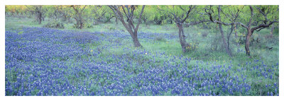 Bluebonnet Ii by Danny Burk Pricing Limited Edition Print image